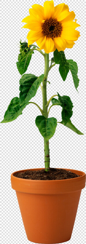 Sunflower Png   Real Sunflower In Pot  Transparent PngTransparent PNG