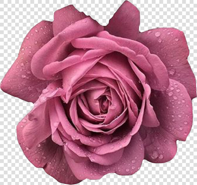  rose  rosesflower  rosespink  pink  pinkrose  flower   Floribunda  HD Png DownloadTransparent PNG