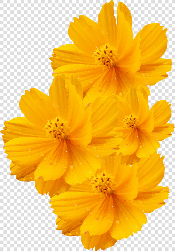 Cosmos Sulphureus Cosmos Bipinnatus Yellow Flower Euclidean   Yellow Flower Transparent Background  HD Png DownloadTransparent PNG