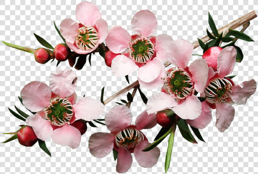 Flowers  Tea Tree  Plant  Garden  Nature  Cut Out   Tea Tree Blossom  HD Png DownloadTransparent PNG