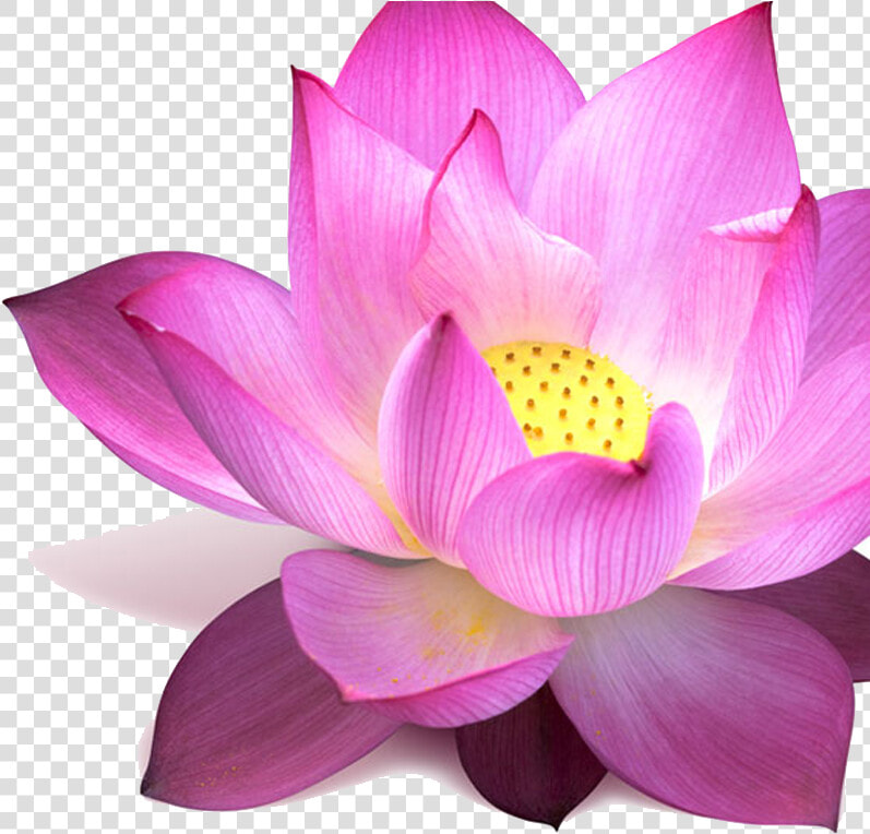 Lotus   Padma Flower  HD Png DownloadTransparent PNG