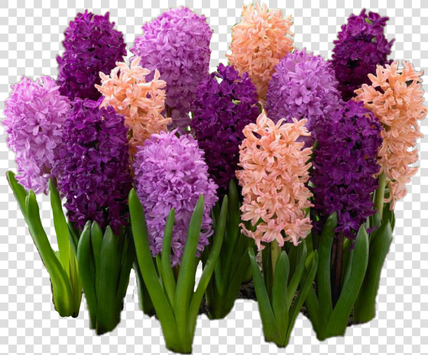  hyacinth  flowers   Многолетние Цветы Для Дачи  HD Png DownloadTransparent PNG