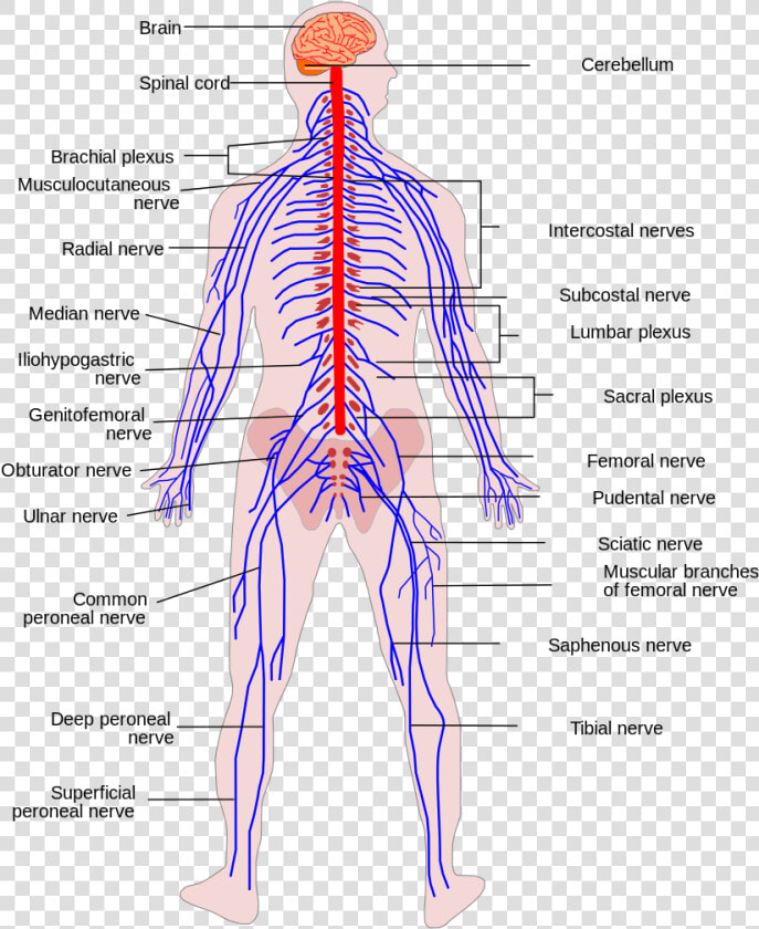 Transparent Nerves Png   Sinir Sistemi Yüksek Çözünürlük  Png DownloadTransparent PNG