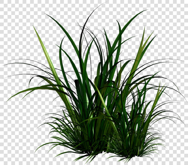 Transparent Tall Grass Texture Png   Tall Grass Illustration Png  Png DownloadTransparent PNG