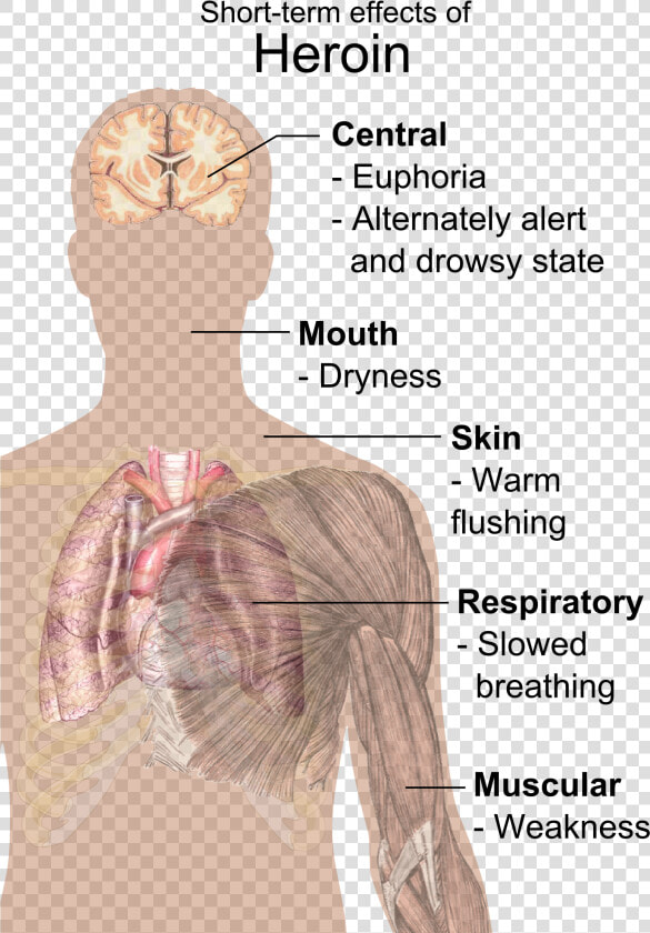 Heroine Png  heroine Drugs Wiki   Long And Short Term Effects Of Heroin  Transparent PngTransparent PNG