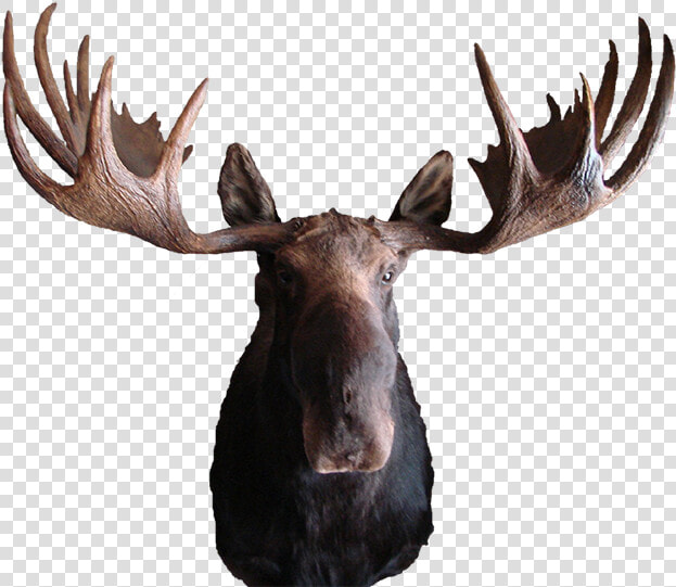 Moose Mount   Transparent Moose  HD Png DownloadTransparent PNG