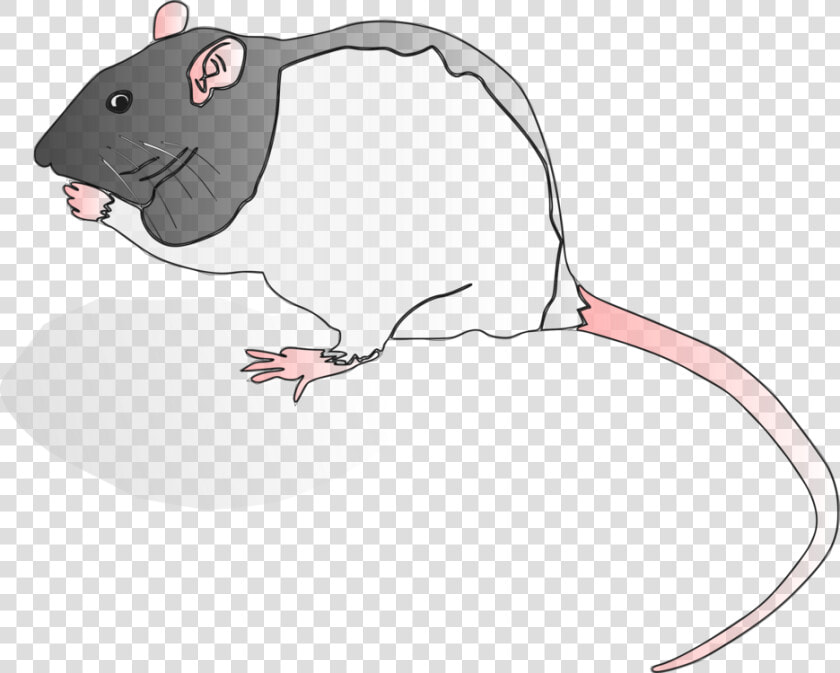 Snout muridae tail   Rat  HD Png DownloadTransparent PNG