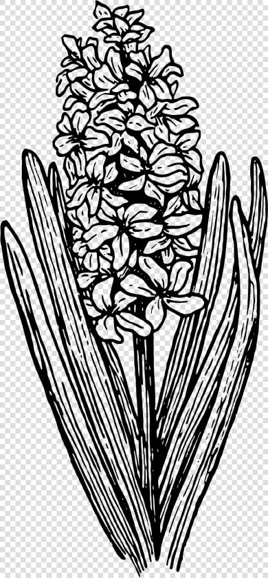 Santan Clipart Black And White  HD Png DownloadTransparent PNG