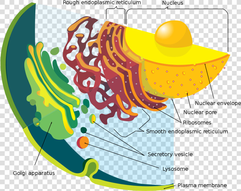 Endoplasmic Reticulum  HD Png DownloadTransparent PNG