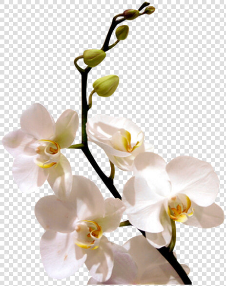 Цветок Орхидеи  Ветка Орхидеи  Белая Орхидея  Orchid   Орхидеи Пнг  HD Png DownloadTransparent PNG