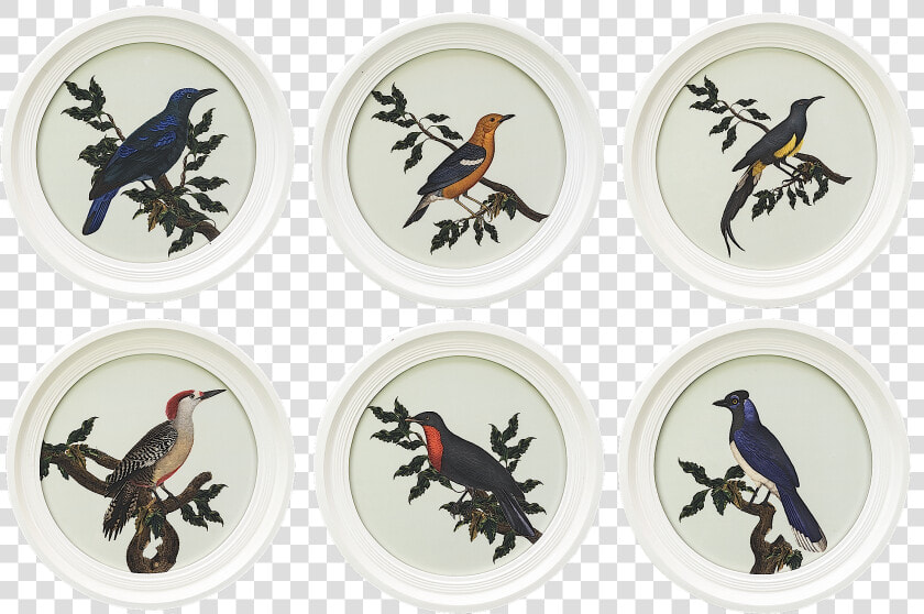 Engraving Oiseaux Buffon Round White  Set Of 6 Title   Oiseaux Buffon  HD Png DownloadTransparent PNG