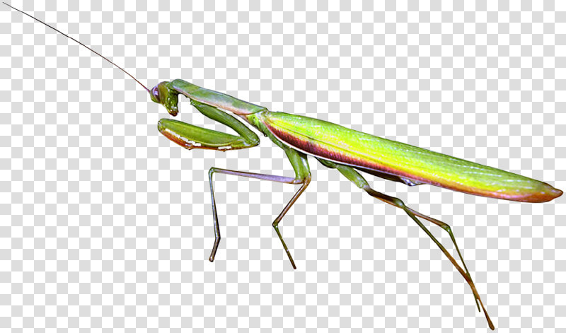 Mantidae  HD Png DownloadTransparent PNG