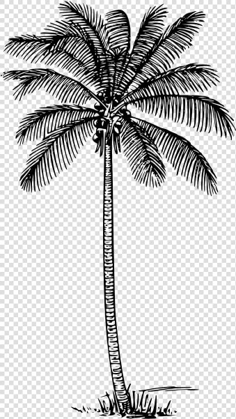 Coconut Palm   Outline Images Of Coconut Tree  HD Png DownloadTransparent PNG