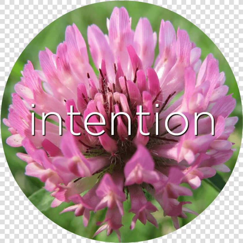 Intention Red Clover Flower Essence   Especie Vegetal De La Pradera  HD Png DownloadTransparent PNG