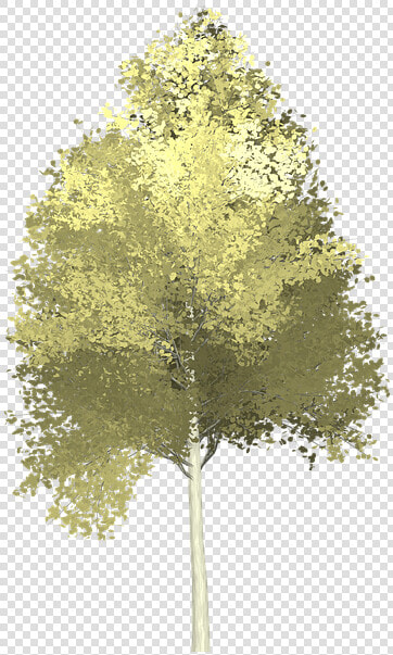 Transparent Background Aspen Tree Png  Png DownloadTransparent PNG