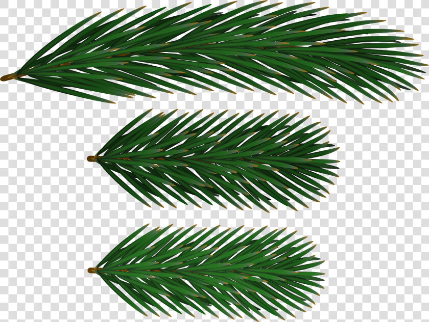 Pine Branches Clip Art   Spruce Branch Clip Art  HD Png DownloadTransparent PNG