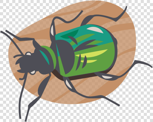 Laurenbeltramo Citizenscienceicons Carabidbeetle   Net winged Insects  HD Png DownloadTransparent PNG