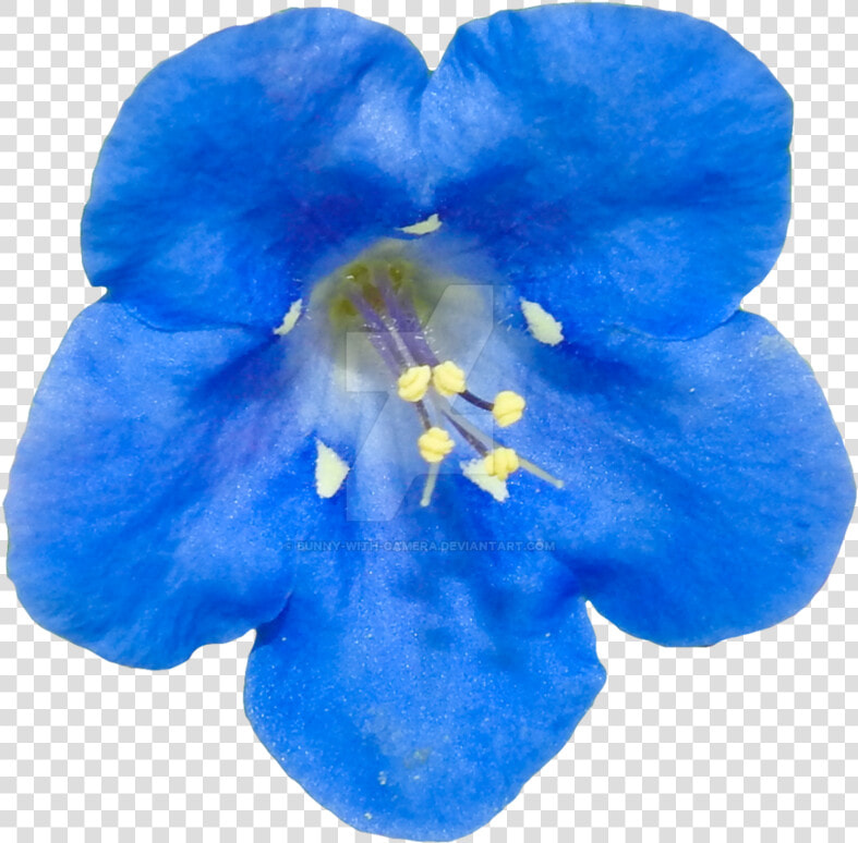 Blue Flower Png By Bunny With Camera On Deviantart   Real Blue Flower Png  Transparent PngTransparent PNG