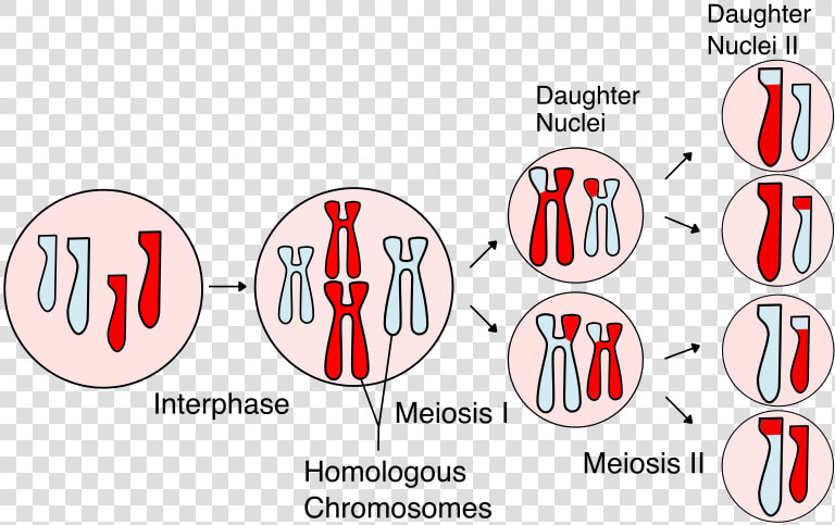 Meiosis Science  HD Png DownloadTransparent PNG