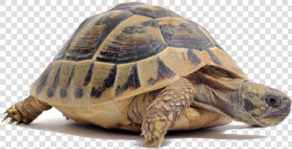 Tortoise Png Transparent Images   Imagenes De Una Tortuga  Png DownloadTransparent PNG