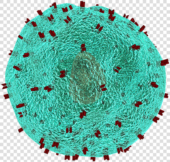 T Helper Cell  Cell  Immune System  Blood Cells  Virus   T Cells  HD Png DownloadTransparent PNG