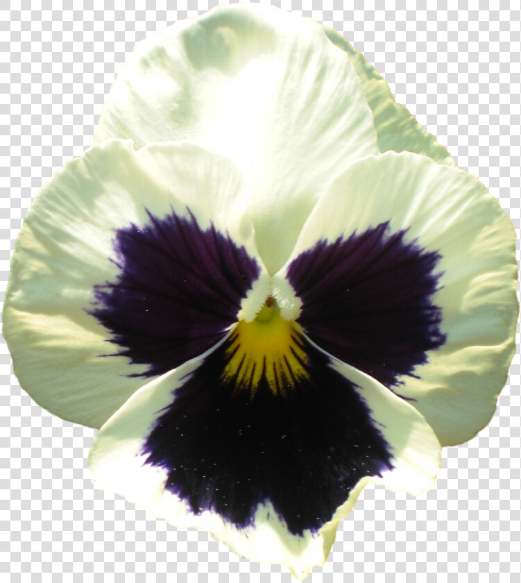 Pansy Flower   Pansy  HD Png DownloadTransparent PNG