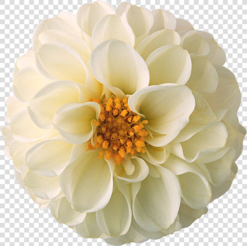 Mi Artista Favorito Es   Flores Png Para Photoscape  Transparent PngTransparent PNG