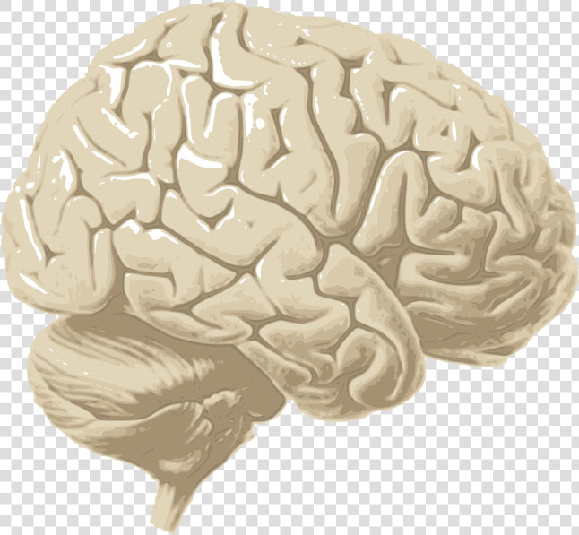 Human Brain Png   Cerebrum Png  Transparent PngTransparent PNG