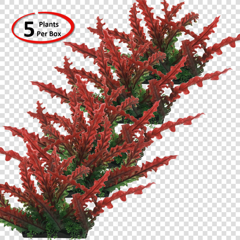 Transparent Shrub Top View Png   Houseplant  Png DownloadTransparent PNG