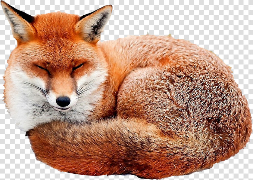 Red Fox Fox Curled Up  HD Png DownloadTransparent PNG