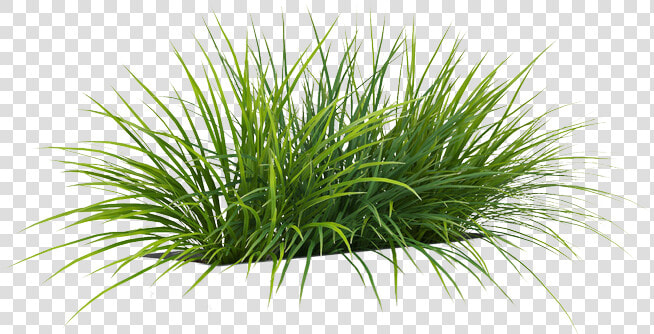 Grass Png By Gareng   Sweet Grass  Transparent PngTransparent PNG