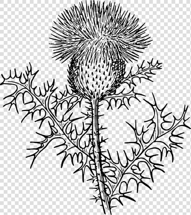 Rag Weed Svg Clip Arts   Thistle Black And White Clipart  HD Png DownloadTransparent PNG