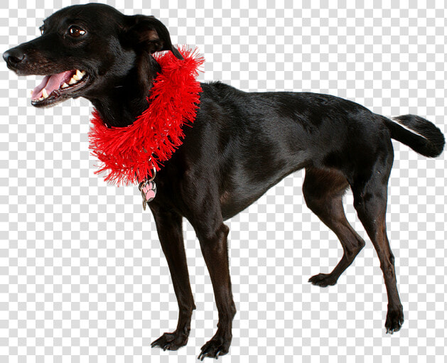 Dog  Black Dog  Pet  Mutt  Black  Animal  Cute  Canine   Dog Catches Something  HD Png DownloadTransparent PNG