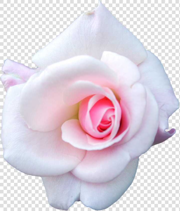 White Cabbage Rose  Garden Roses  Flower   Pink And White Rose Png  Transparent PngTransparent PNG