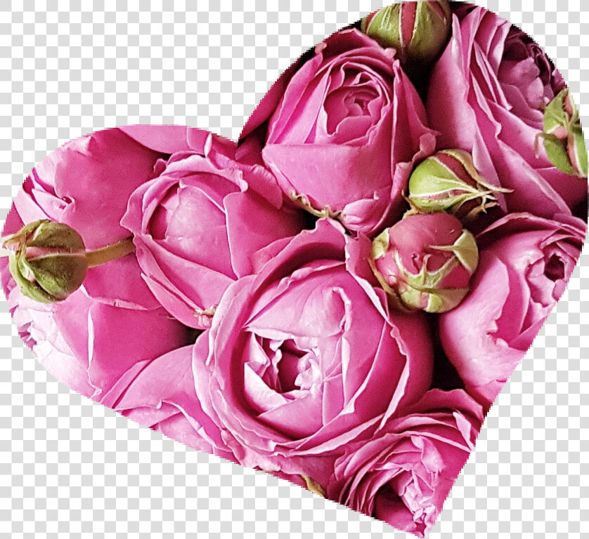  love  heart  roses  peonies  spring  flower  pink   Garden Roses  HD Png DownloadTransparent PNG