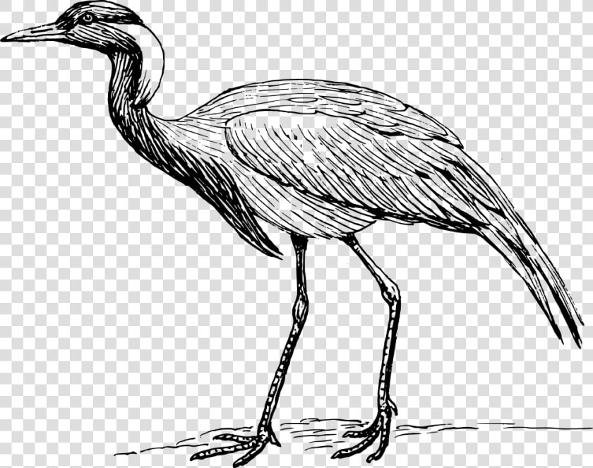 Crane Bird Black And White Clipart   Png Download   Drawing Of Whooping Crane  Transparent PngTransparent PNG