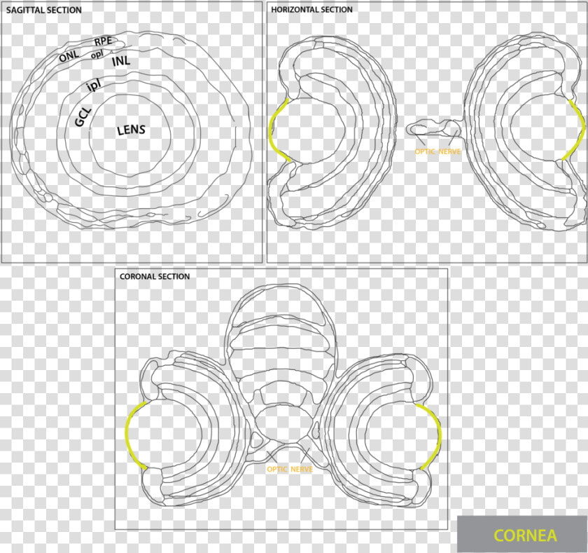 Cornea 03   Ganglion Cell Layer  HD Png DownloadTransparent PNG