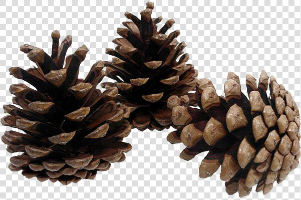 Pinecone Png Background Image   Pine Cones Transparent Background  Png DownloadTransparent PNG