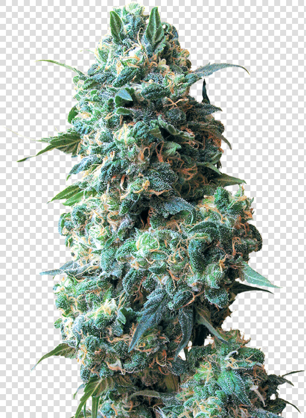 Afghan kus 15719091125wwhga   Afghan Kush  HD Png DownloadTransparent PNG