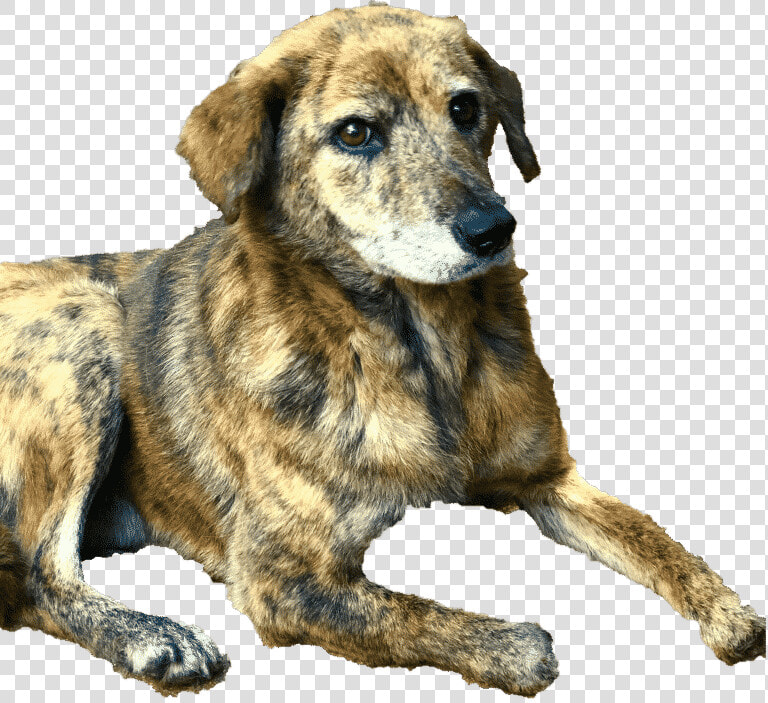 Samson The Taiwan Stray Lost Three Paws To Poachers   Mountain View Cur  HD Png DownloadTransparent PNG