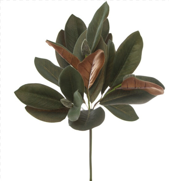 Mexican Pinyon  HD Png DownloadTransparent PNG