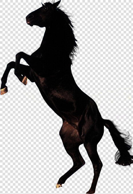 Horse mane animal   Black Horse Png  Transparent PngTransparent PNG