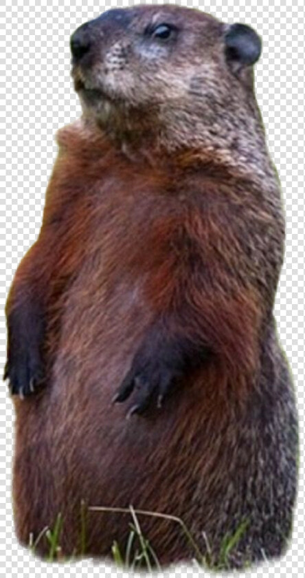  groundhog   Punxsutawney Phil  HD Png DownloadTransparent PNG