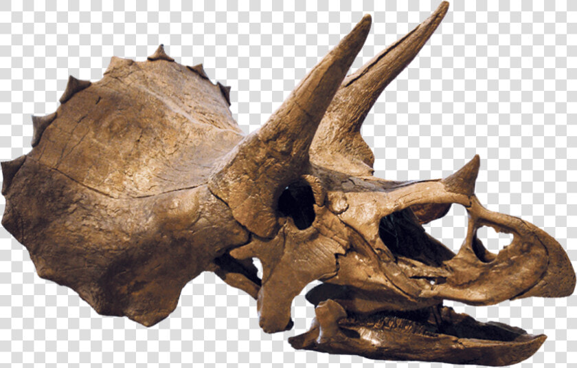 Finding A Dinosaur   Triceratops Fossil Transparent Png  Png DownloadTransparent PNG