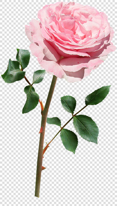 Rose  Pink  Stem  Flower   Yellow Flowers With Stem  HD Png DownloadTransparent PNG