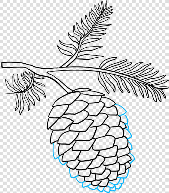 Transparent Pine Cone Clip Art   Draw A Pine Cone  HD Png DownloadTransparent PNG