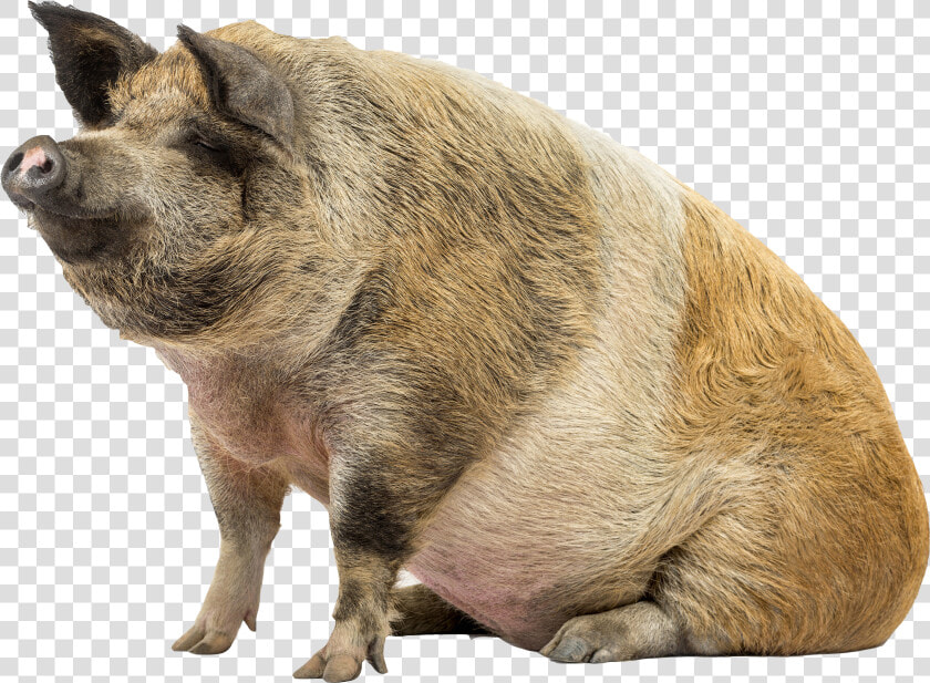 Pig  Act Peter Dream Can Now Eat Whatever Want   Pig Transparent Png  Png DownloadTransparent PNG