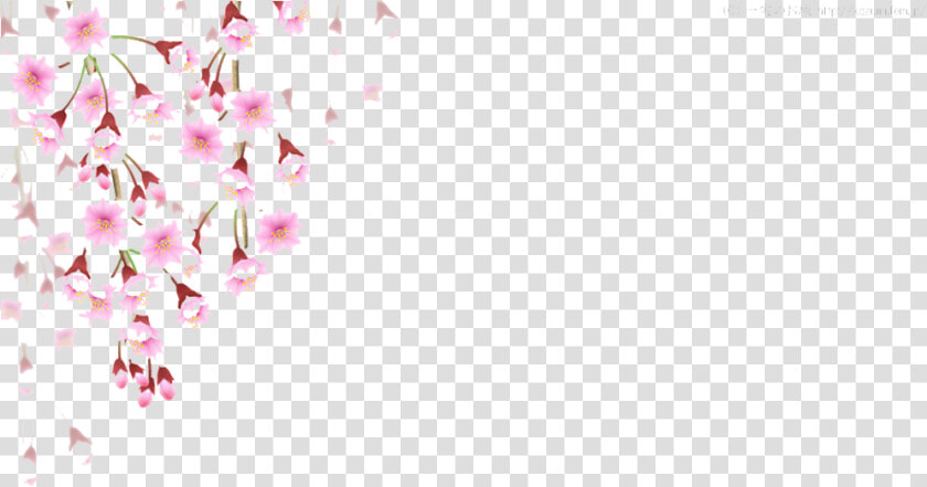 Cherry Blossom Leaves Falling Png   Falling Cherry Blossom Png  Transparent PngTransparent PNG