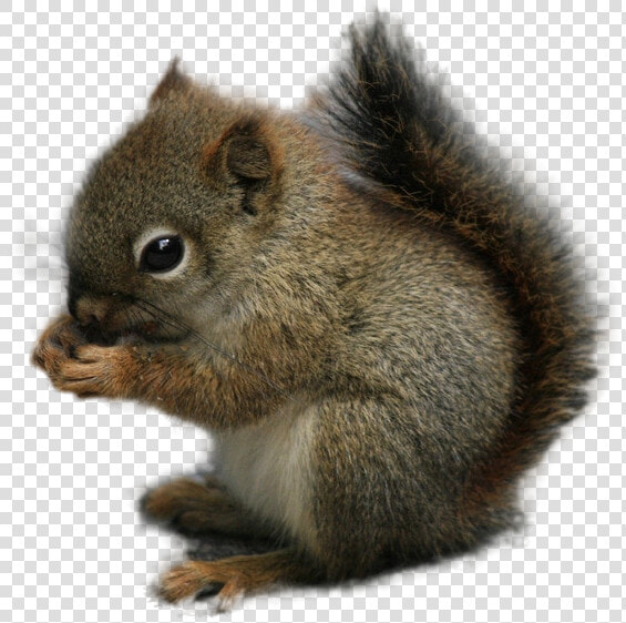 Squirrel Rodent Chipmunk Animal   Squirrel Image Transparent Background  HD Png DownloadTransparent PNG