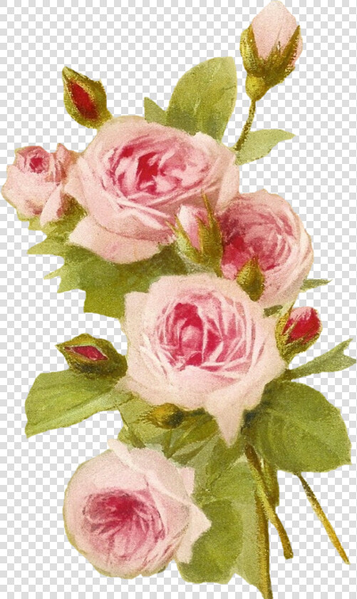 Romantic Pink Flower Border Png Transparent   Fondos De Rosas Rosas  Png DownloadTransparent PNG